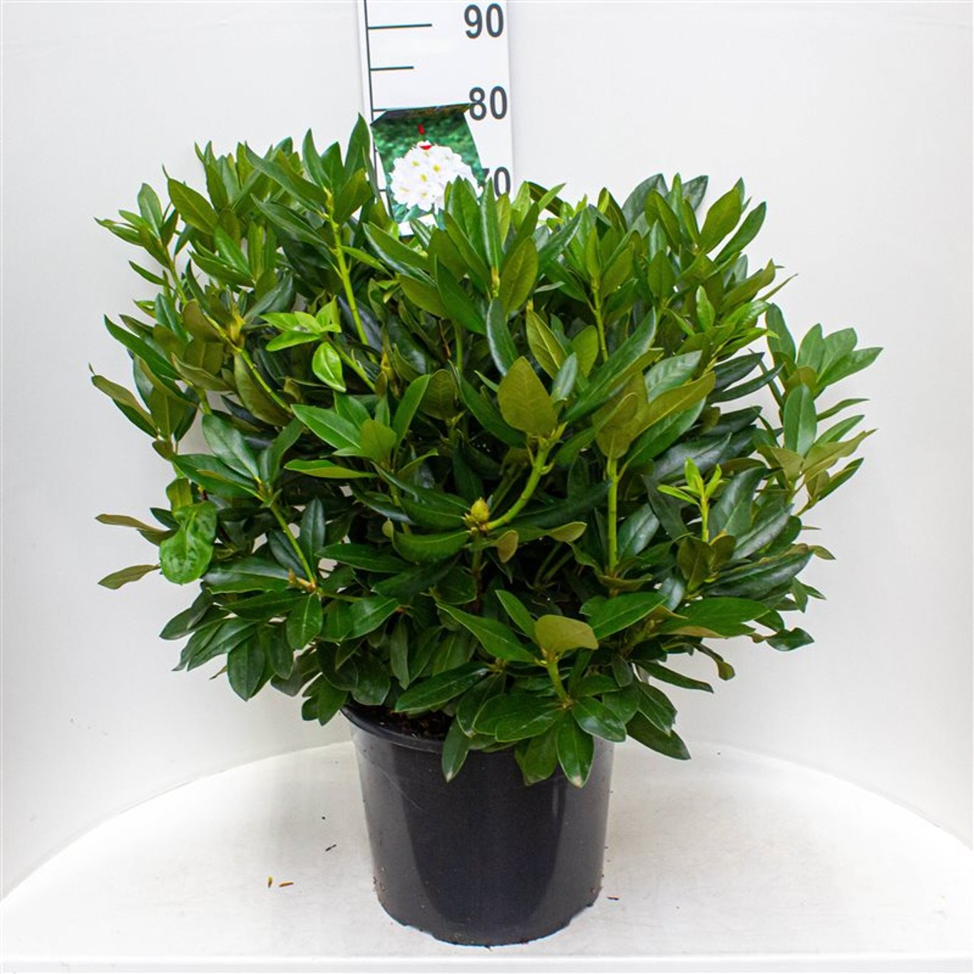 Rhododendron – Rhododendron 'Cunningham's White' - C20 60-70 CM