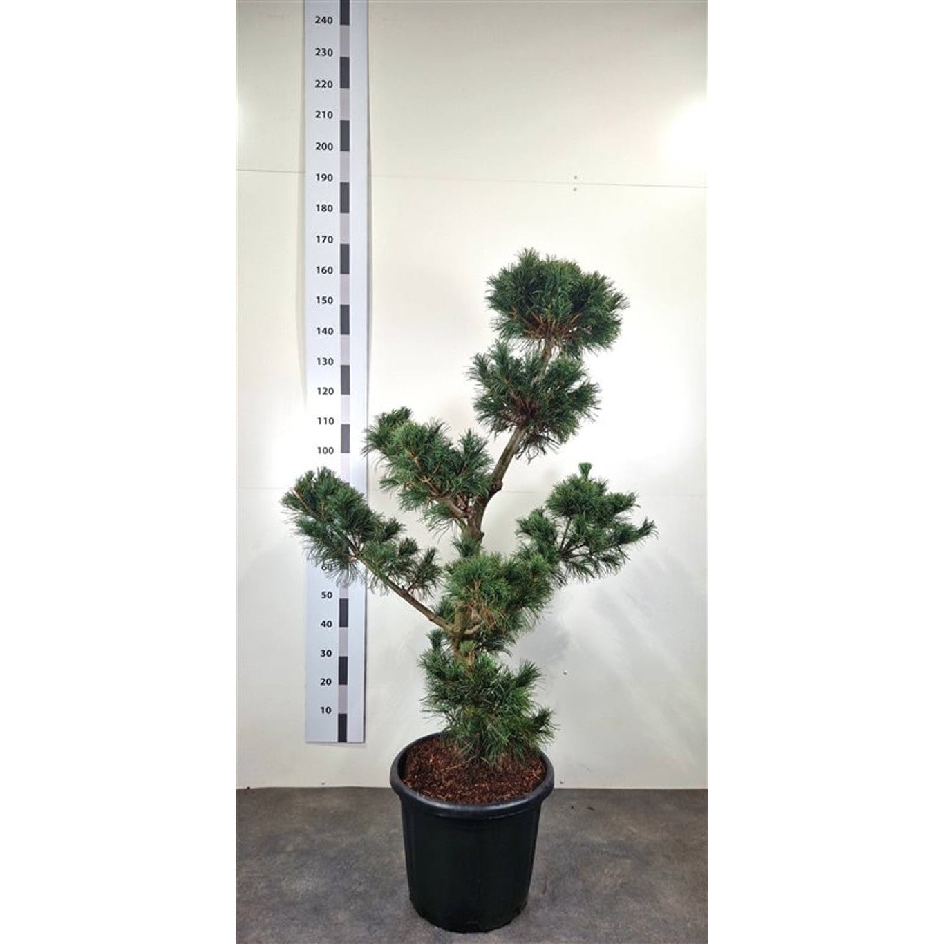 Japansk vitbarrtall – Pinus parviflora 'Himburgii' - 120-140 CM Bonsai Cont.