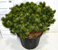 Bergtall – Pinus mugo 'Klosters Grun' - C35 50-60 cm.