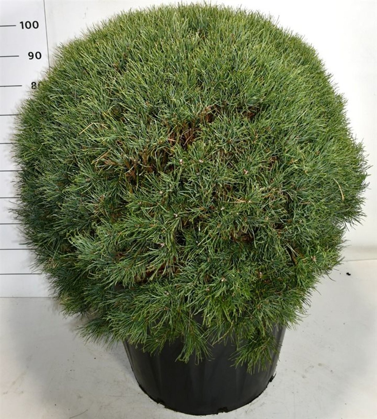 Tall – Pinus sylvestris 'Watereri' - C130 90-100 cm. Bol