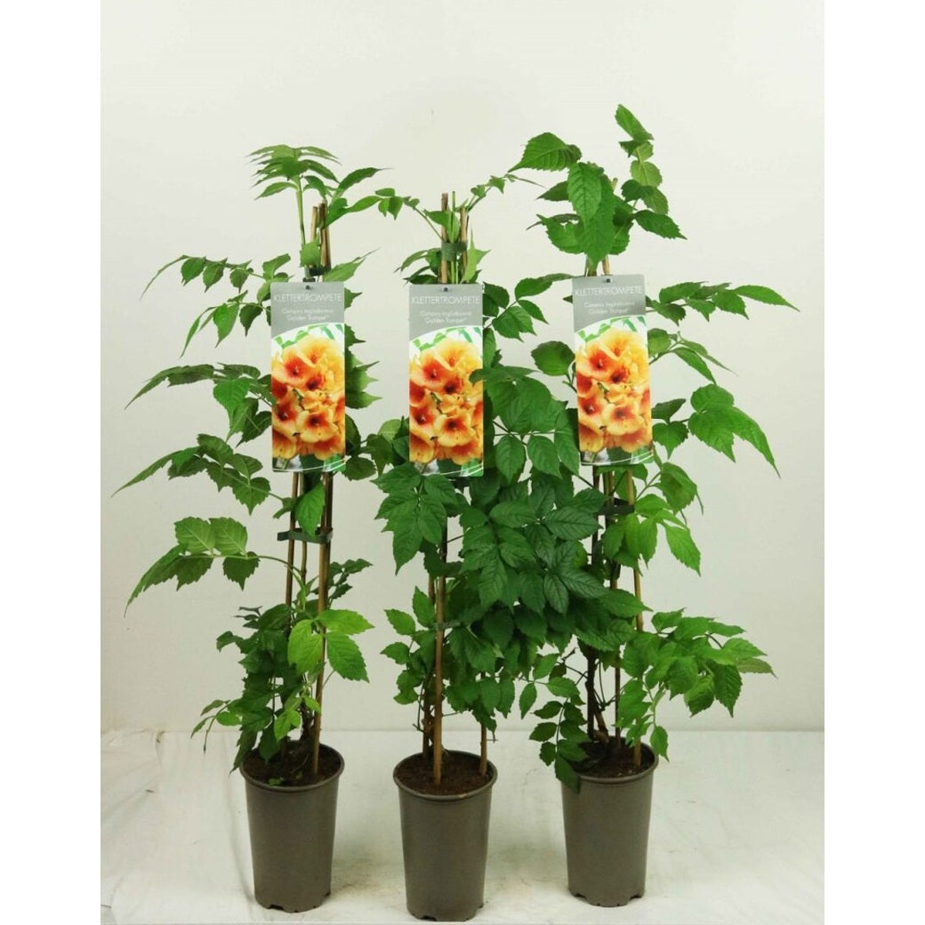 Trumpetranka – Campsis tagliabuana 'Summer Jazz Gold' - C2 60-80 CM Stick