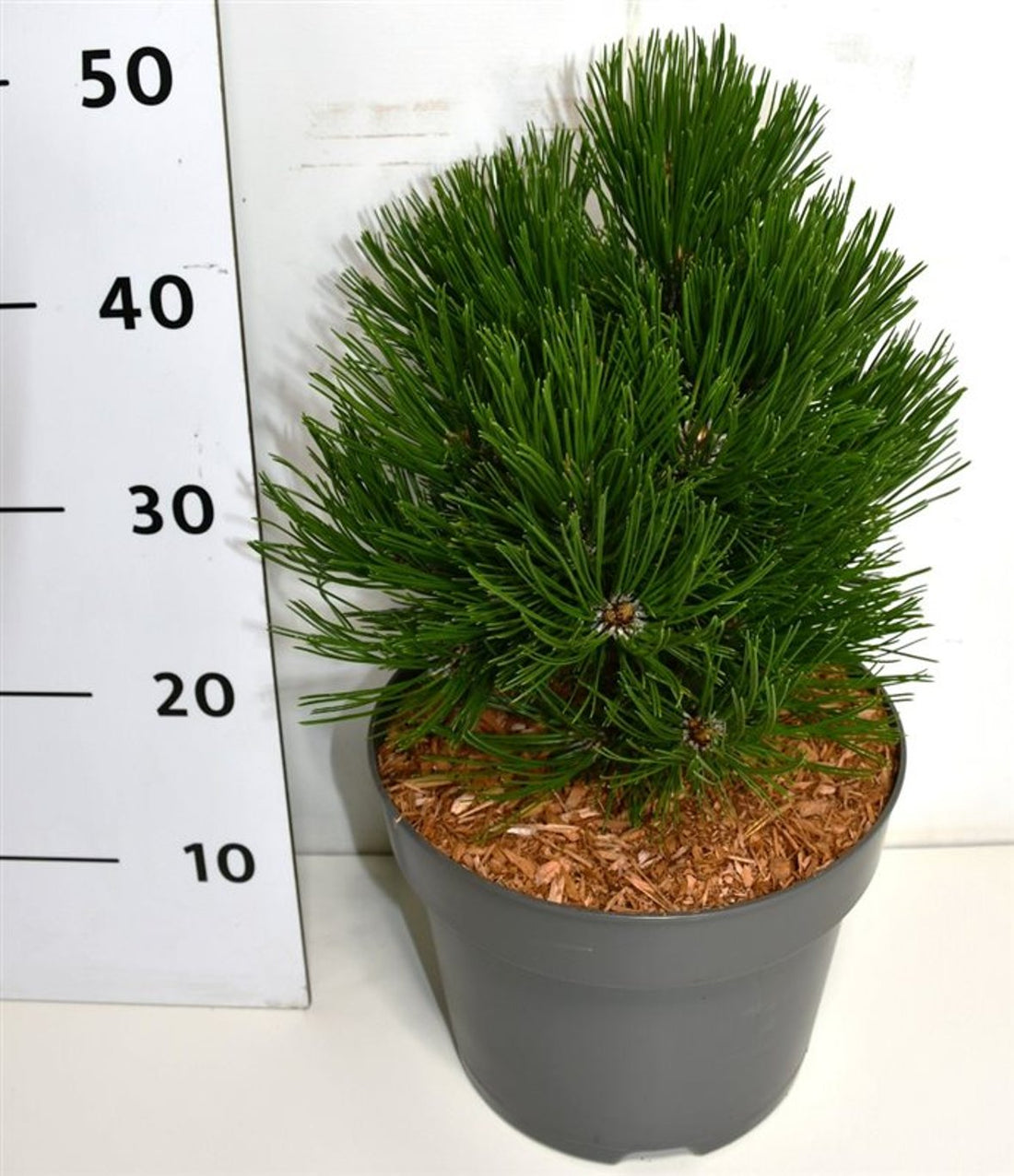 Balkantall – Pinus leucodermis &