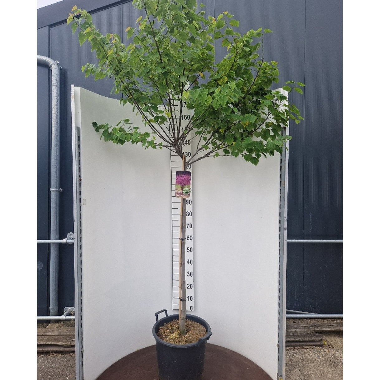 Judasträd – Cercis canadensis 'Ace of Hearts' - 120 CM Stem Cont.