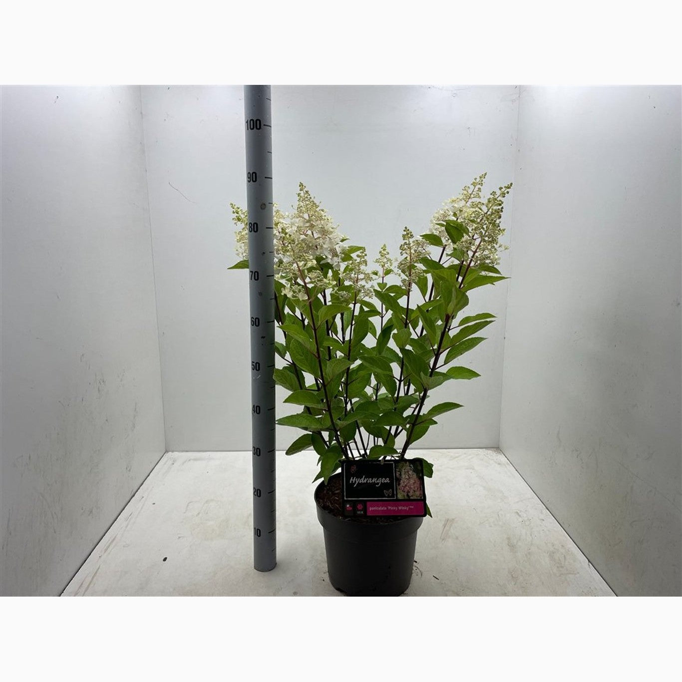 Syrenhortensia – Hydrangea paniculata 'Pinky Winky' - C7,5