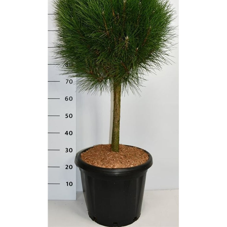 Svarttall – Pinus nigra 'Summer Breeze' - C25 40 cm. Stam