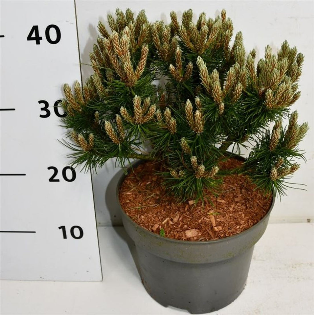 Bergtall – Pinus mugo &