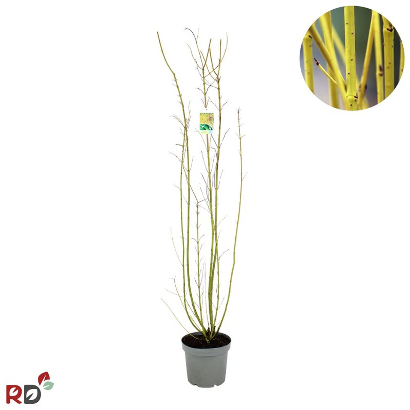 Kornell – Cornus sericea 'Flaviramea' - C12 125-150 CM