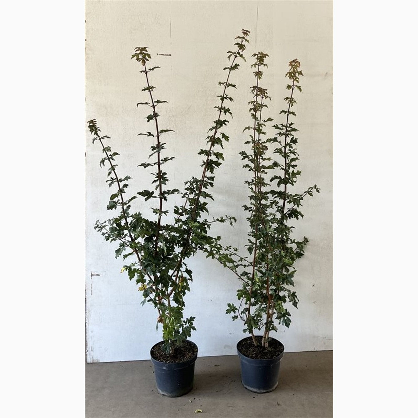 Fältlönn – Acer campestre - C7,5 125-150 CM