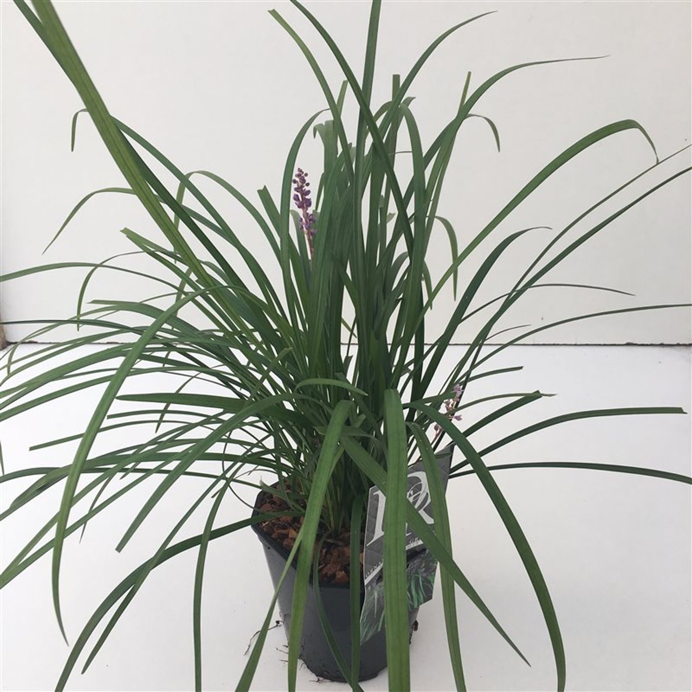 Liriop – Liriope muscari 'Big Blue' - C2