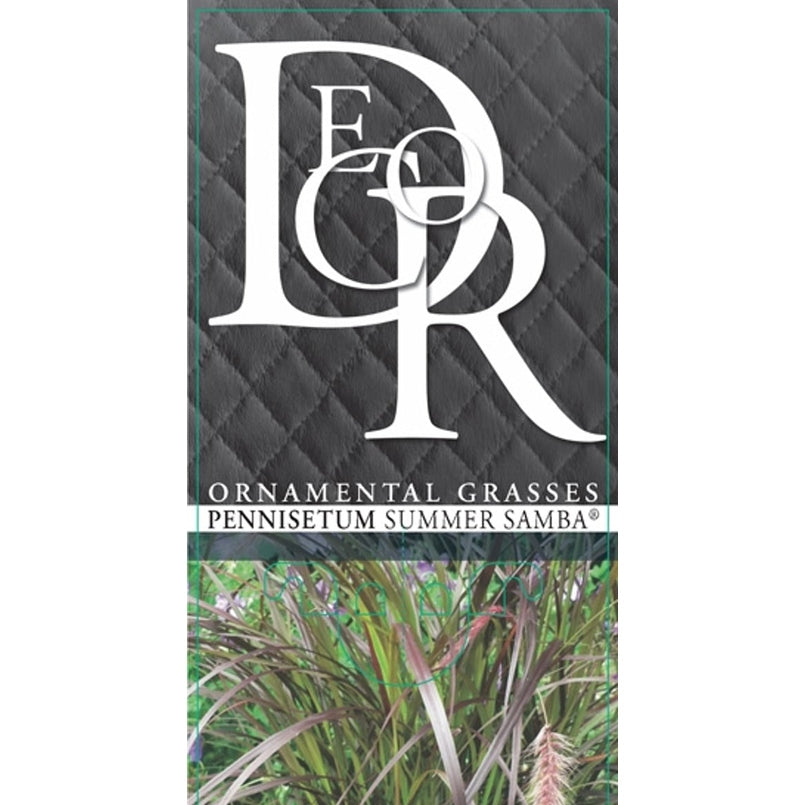 Röd lampborstgräs – Pennisetum advena 'Summer Samba' - C2