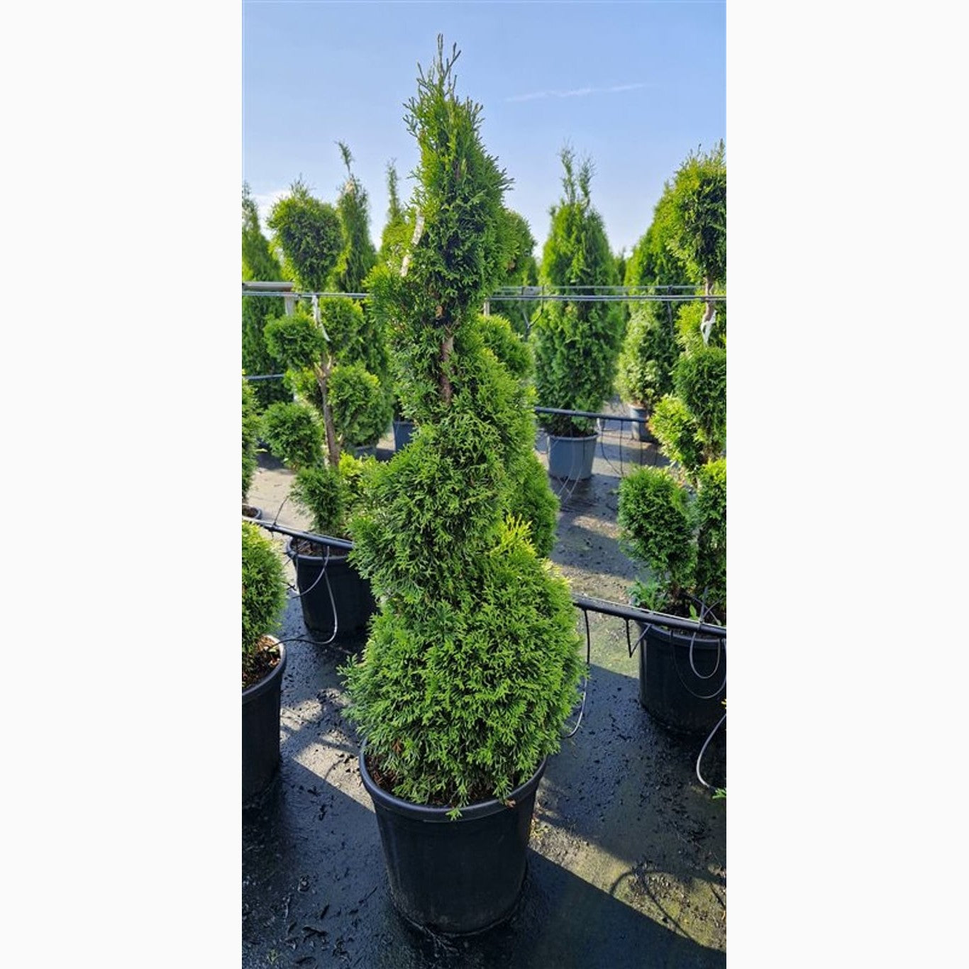 Thuja – Thuja occidentalis 'Smaragd' - 100-120 CM Spiral Cont.