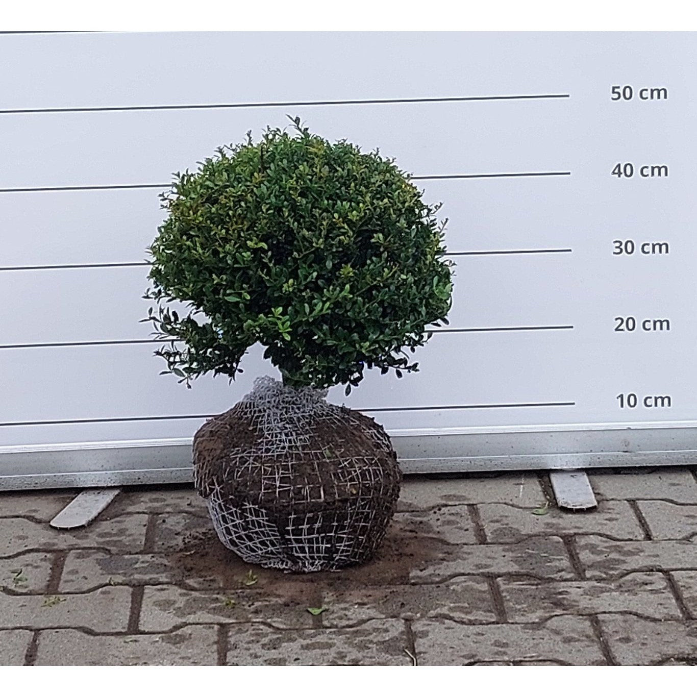 Japansk järnek – Ilex crenata 'Stokes' - 30 CM Ball RB
