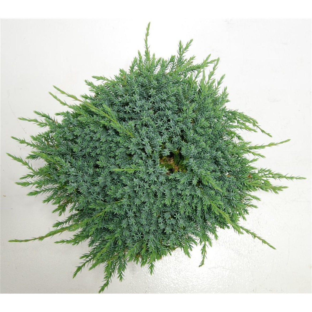 Himalaya-en – Juniperus squamata 'Blue Carpet' - C7.5 40-50 cm.