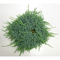 Himalaya-en – Juniperus squamata 'Blue Carpet' - C7.5 40-50 cm.