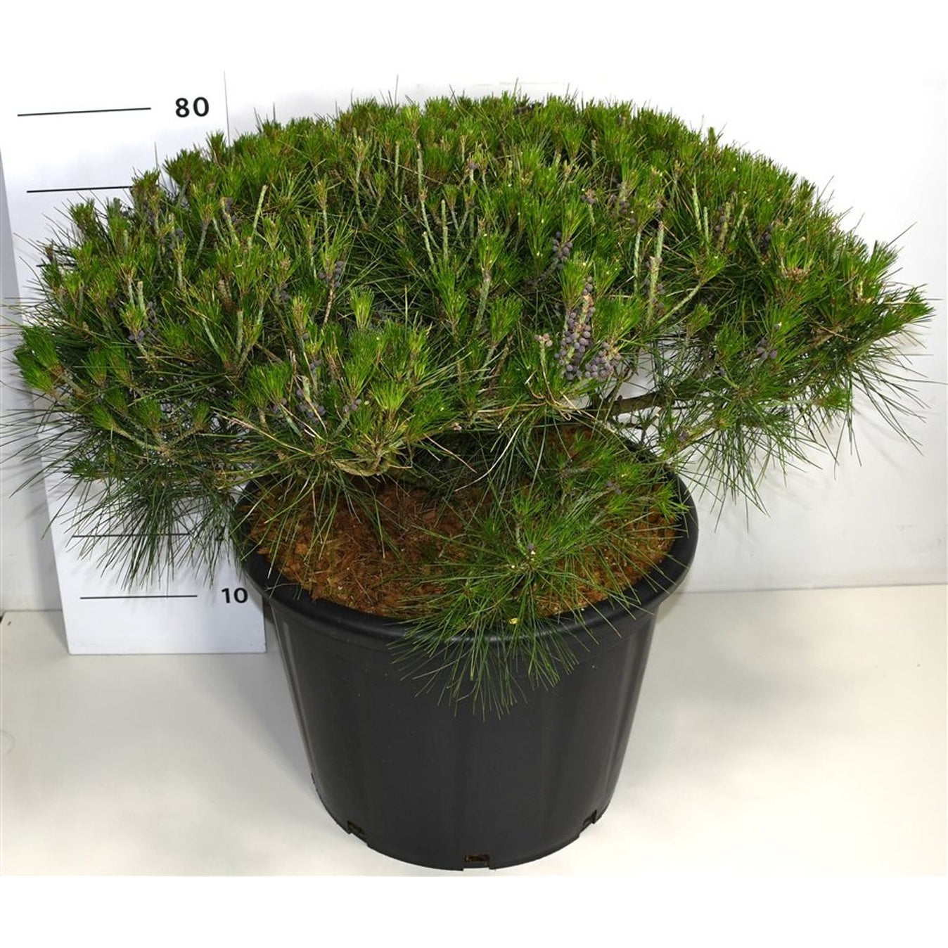 Svarttall – Pinus densiflora 'Alice Verkade' - C65 70-80 cm.