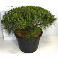 Svarttall – Pinus densiflora 'Alice Verkade' - C65 70-80 cm.