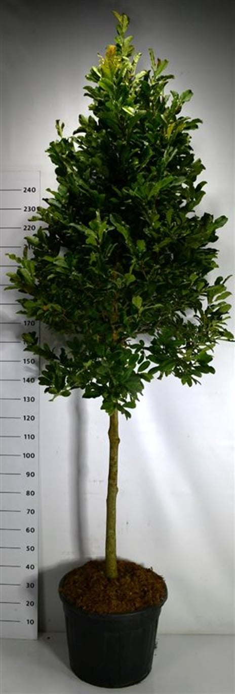 Hybridmagnolia – Magnolia loebneri &