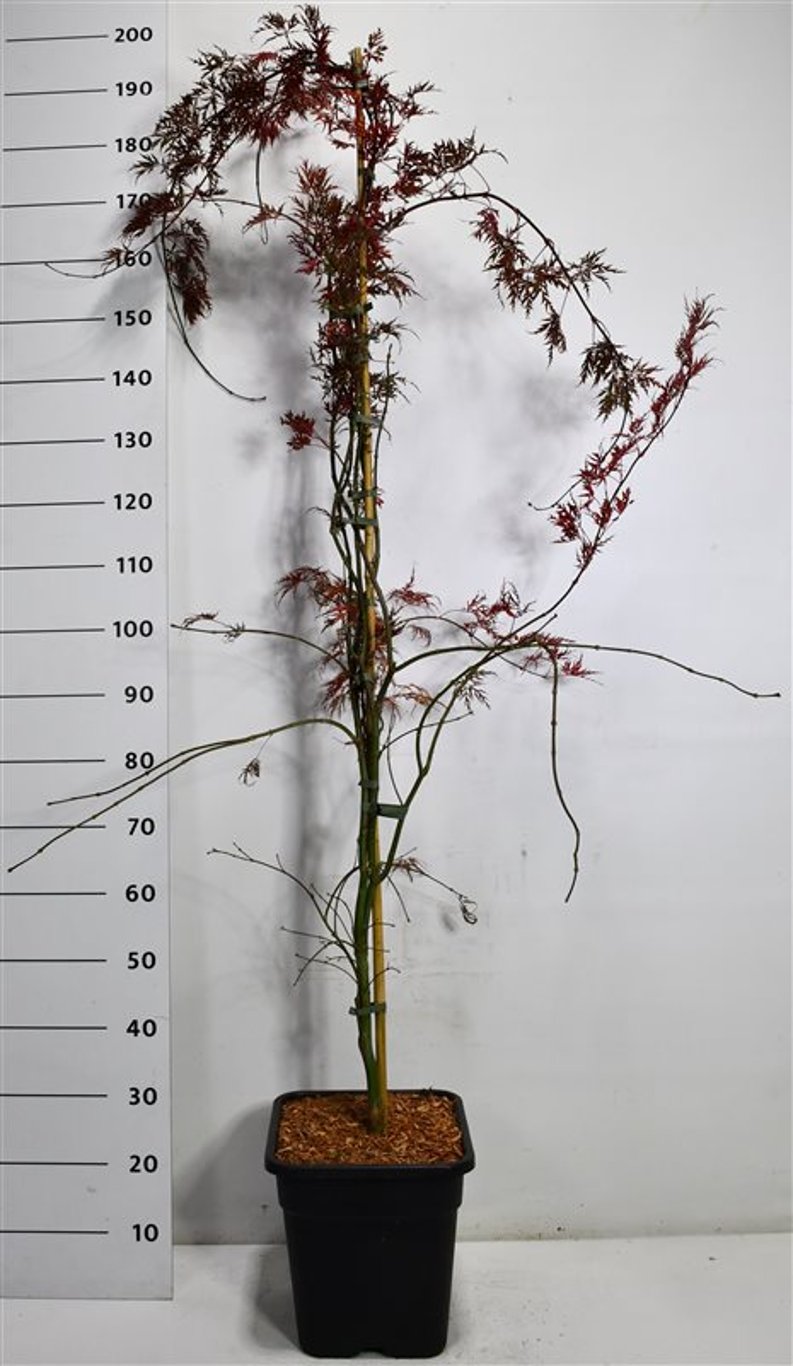 Japansk lönn – Acer palmatum &