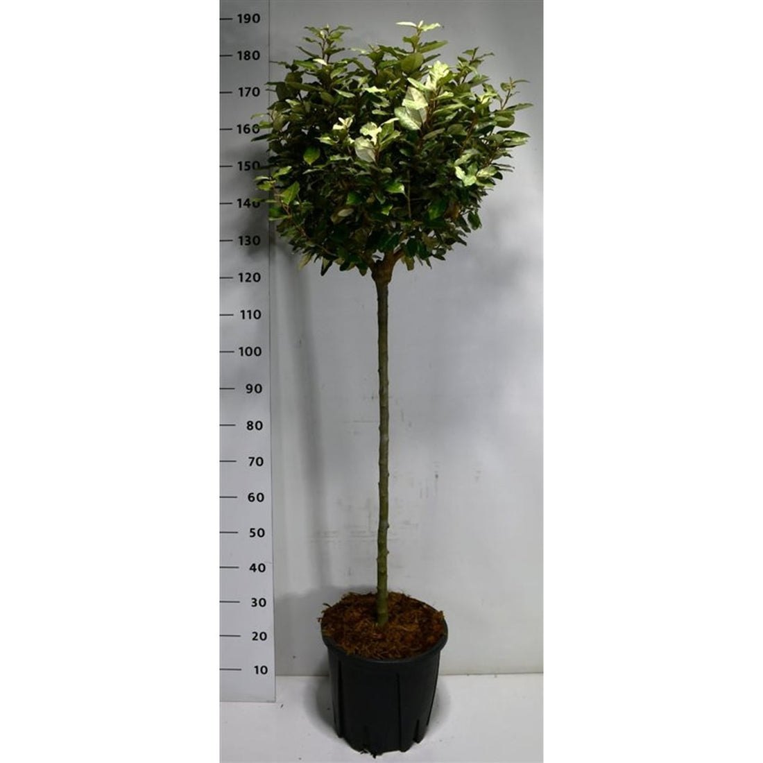 Silverbuske – Elaeagnus ebbingei &