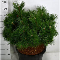 Japansk svarttall – Pinus thunbergii 'Sayonara' - C45 80-90 cm.