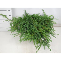 Himalaya-en – Juniperus squamata 'Blue Carpet' - C12 70-80 cm.