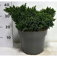 Himalaya-en – Juniperus squamata 'Blue Star' - C7.5 30-40 cm.