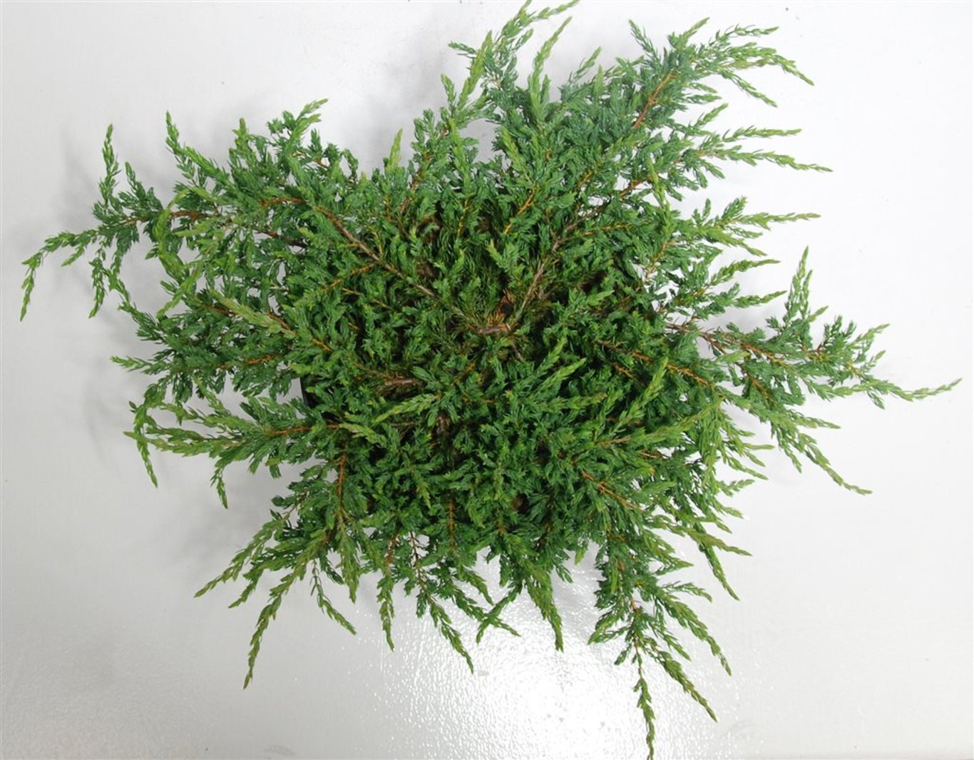 En – Juniperus communis 'Repanda' - C7.5 40-50 cm.