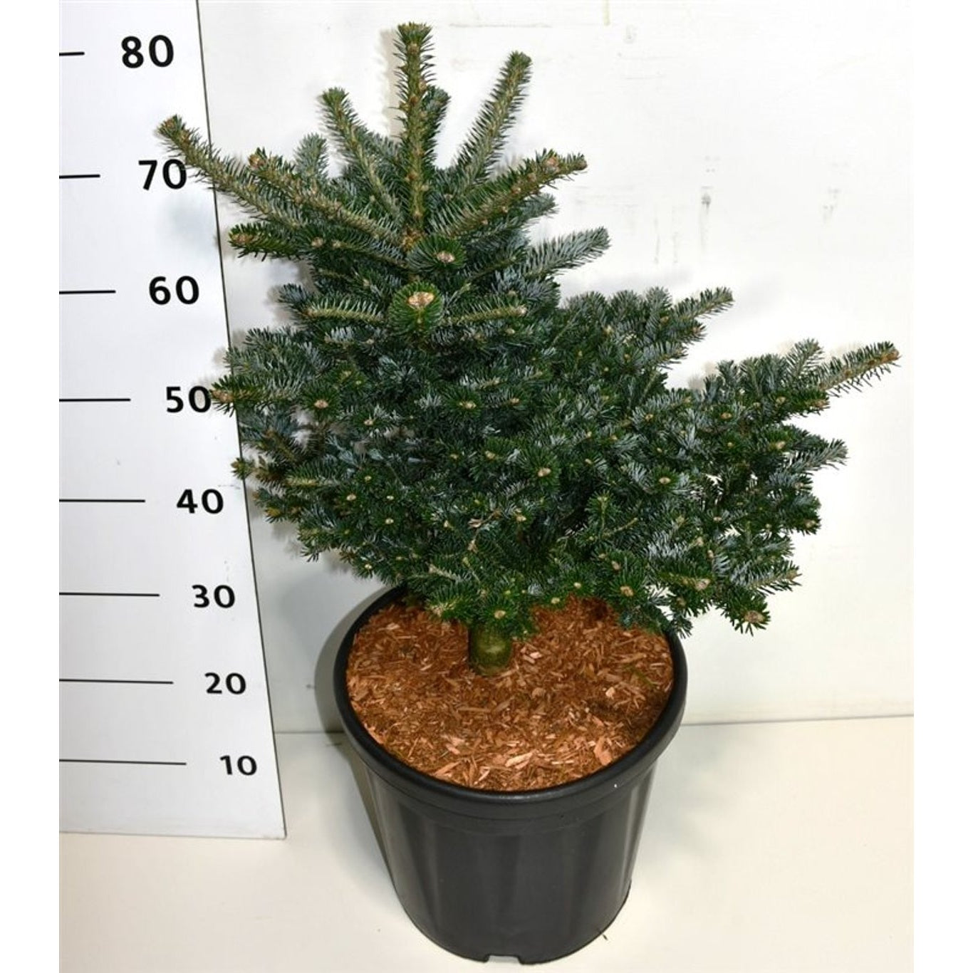 Koreagran – Abies koreana 'Discus' - C20 40-50 CM