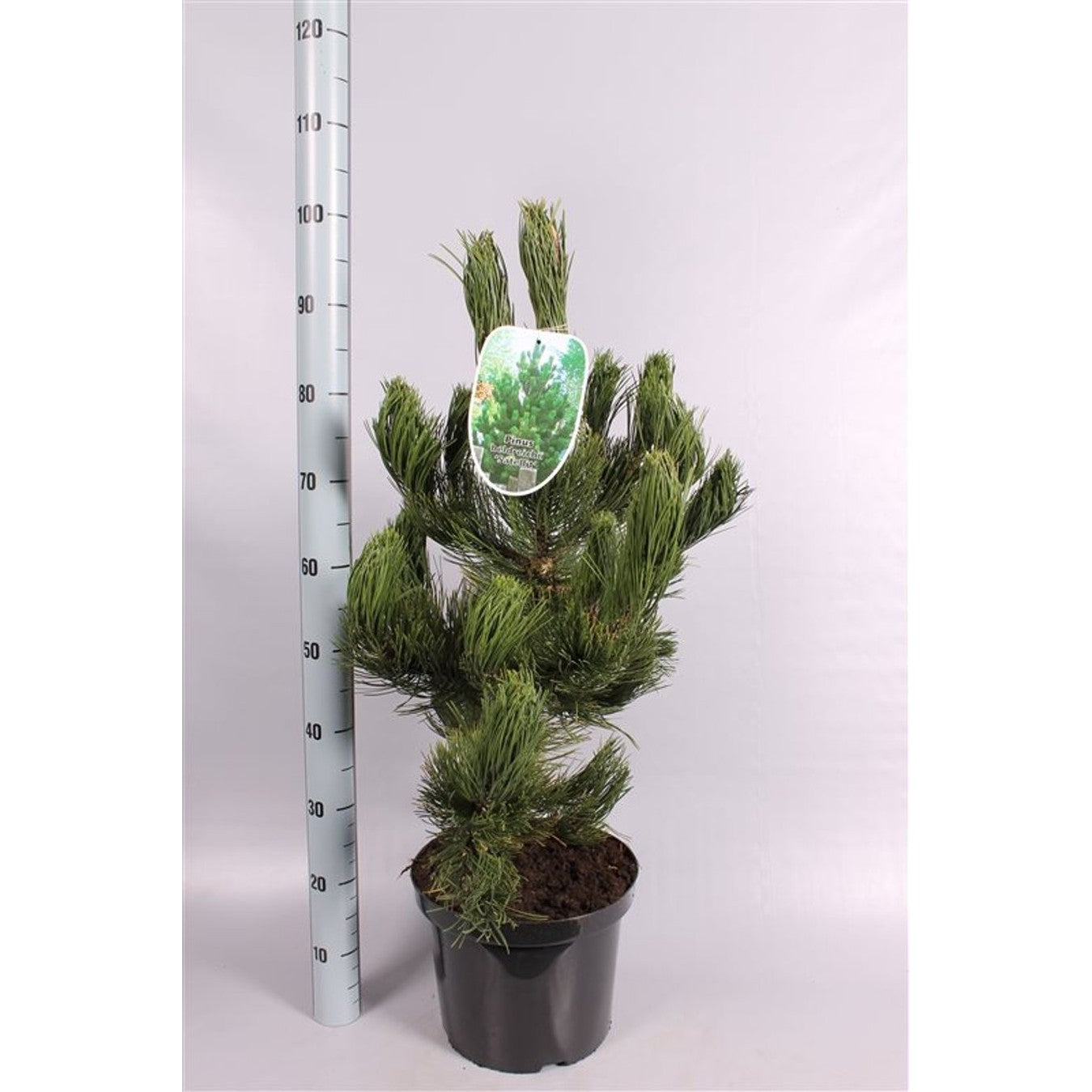 Svartbarrtall – Pinus heldreichii 'Satellit' - C10 40-60 CM