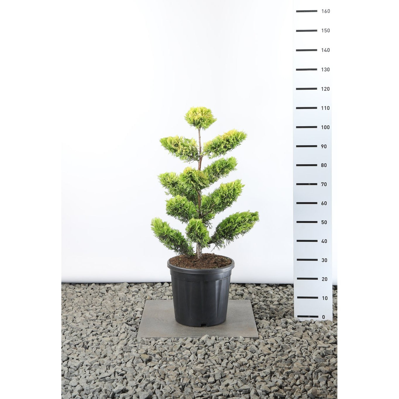 Leylandcypress – Cupressocyparis leylandii 'Gold Rider' - 60-80 CM PonPon EXTRA in Cont.