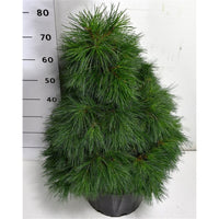 Västra vit­tall – Pinus strobus 'Niagara Falls' - C25 50-60 cm.