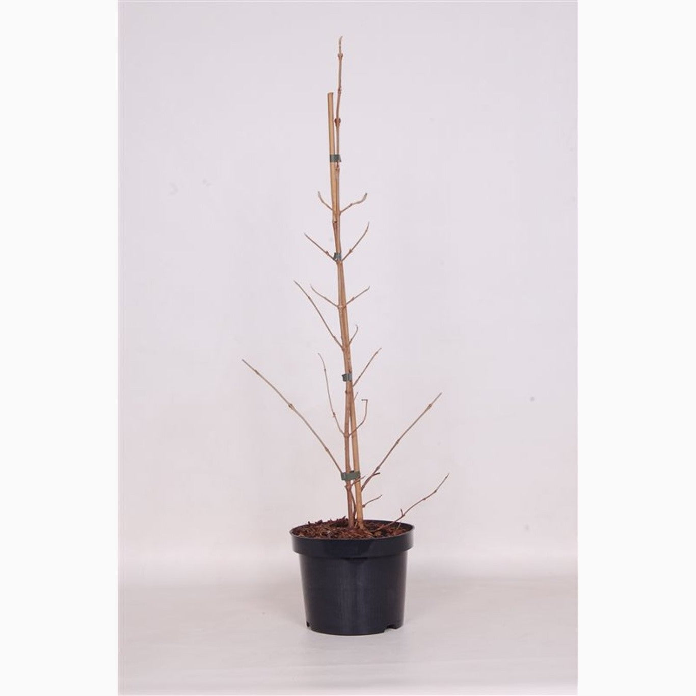 Japanskt olvon – Viburnum plicatum &