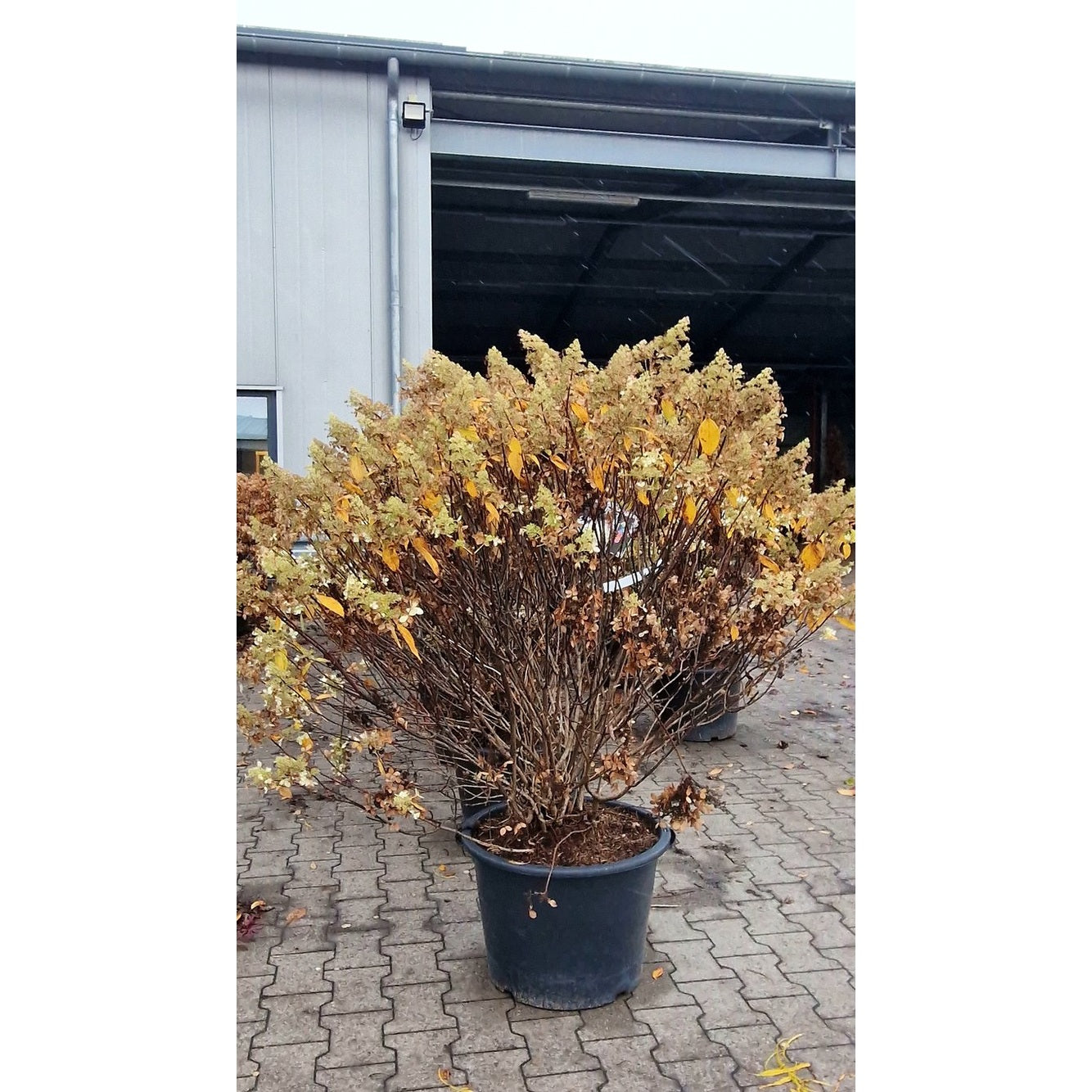 Syrenhortensia – Hydrangea paniculata 'Confetti' - 100-125 CM RB