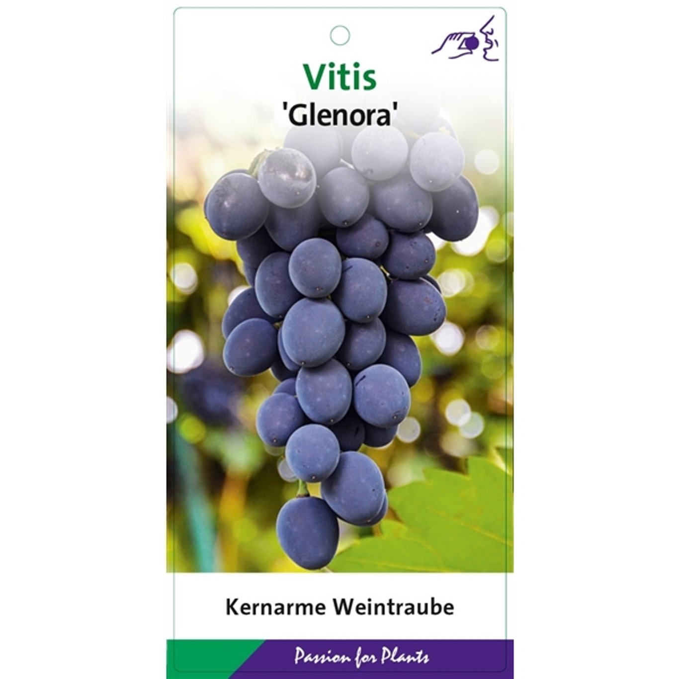 Vinranka – Vitis 'Glenora' - C2 60-80 CM Stick