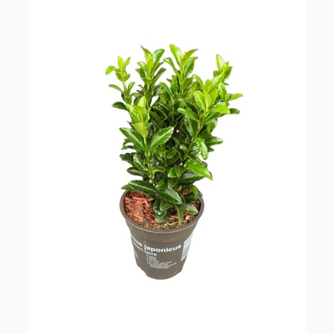 Japansk benved – Euonymus japonicus 'Green Spire' - P9