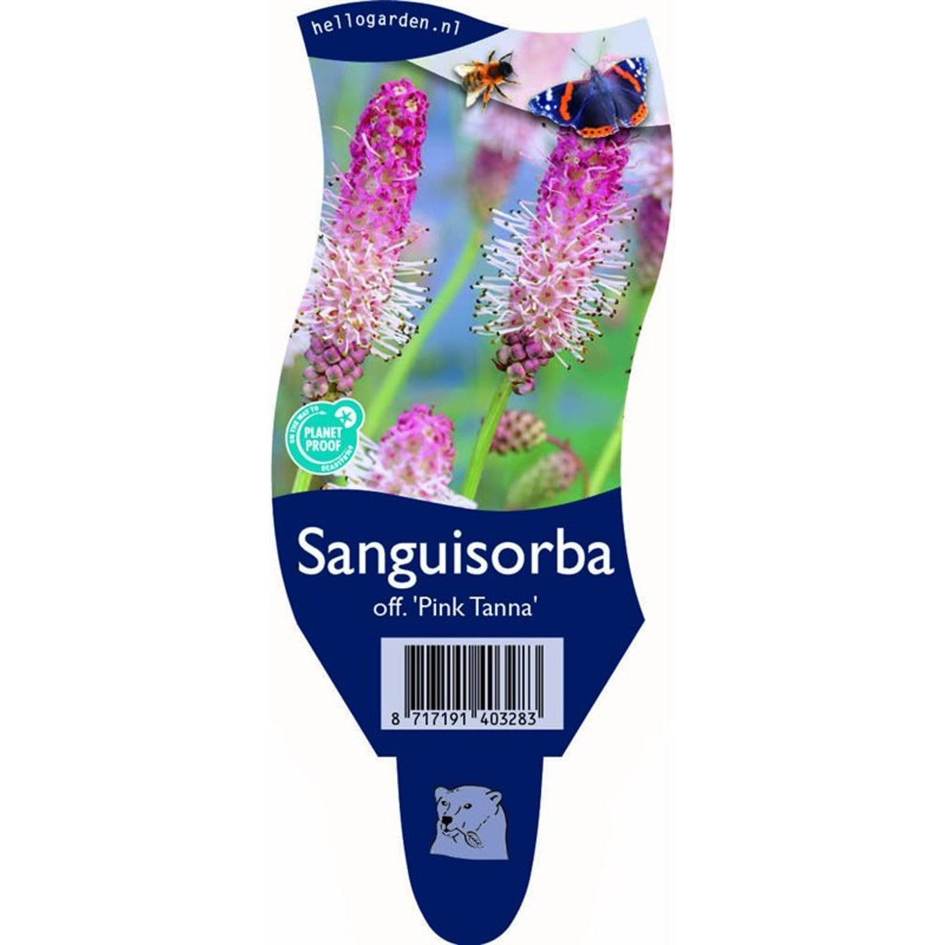 Blodtopp – Sanguisorba obtusa 'Pink Tanna' - P11
