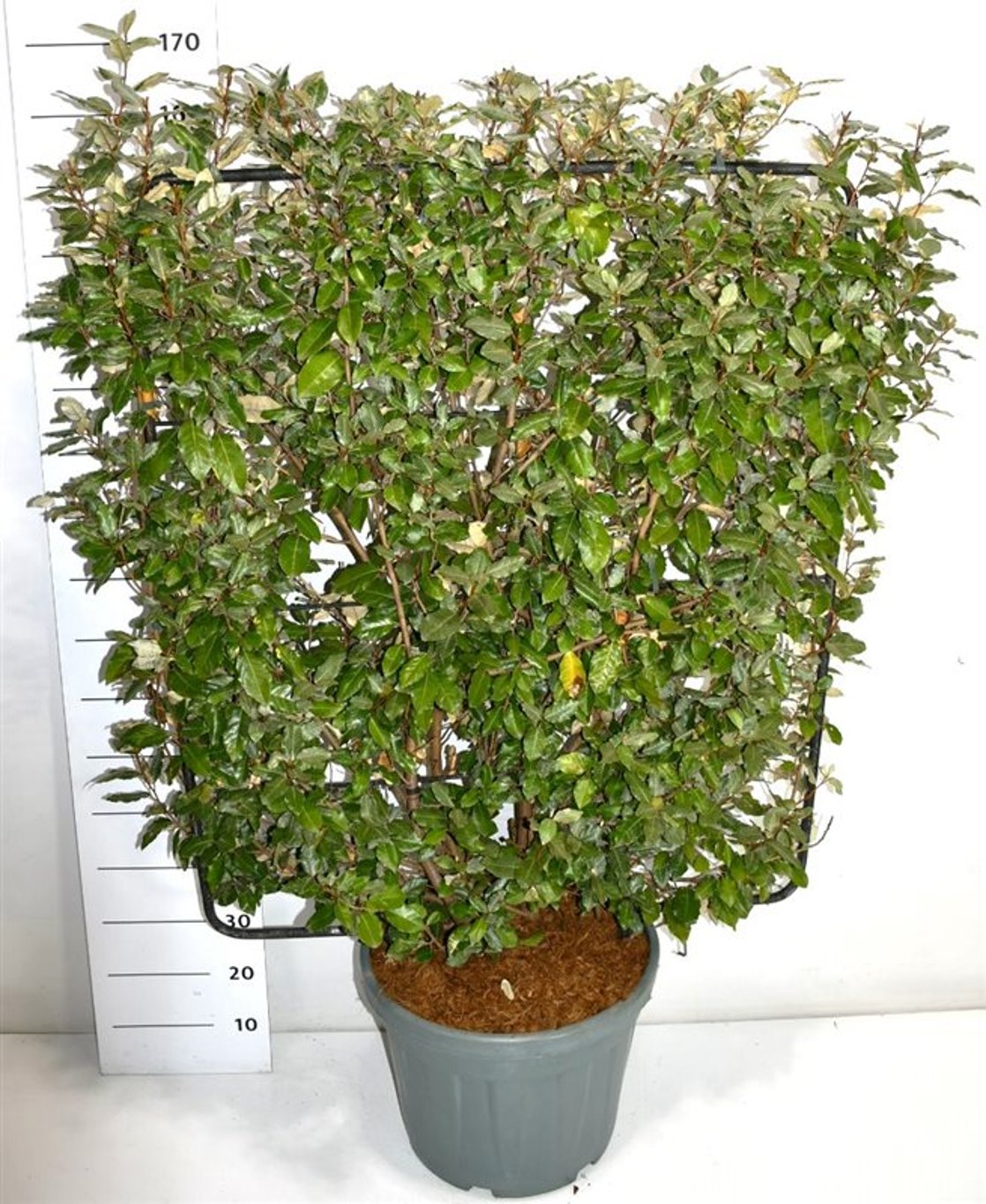 Silverolvon – Elaeagnus ebbingei - C45 120 cm. Scherm