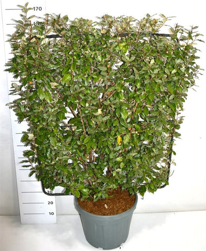 Silverolvon – Elaeagnus ebbingei - C45 120 cm. Scherm