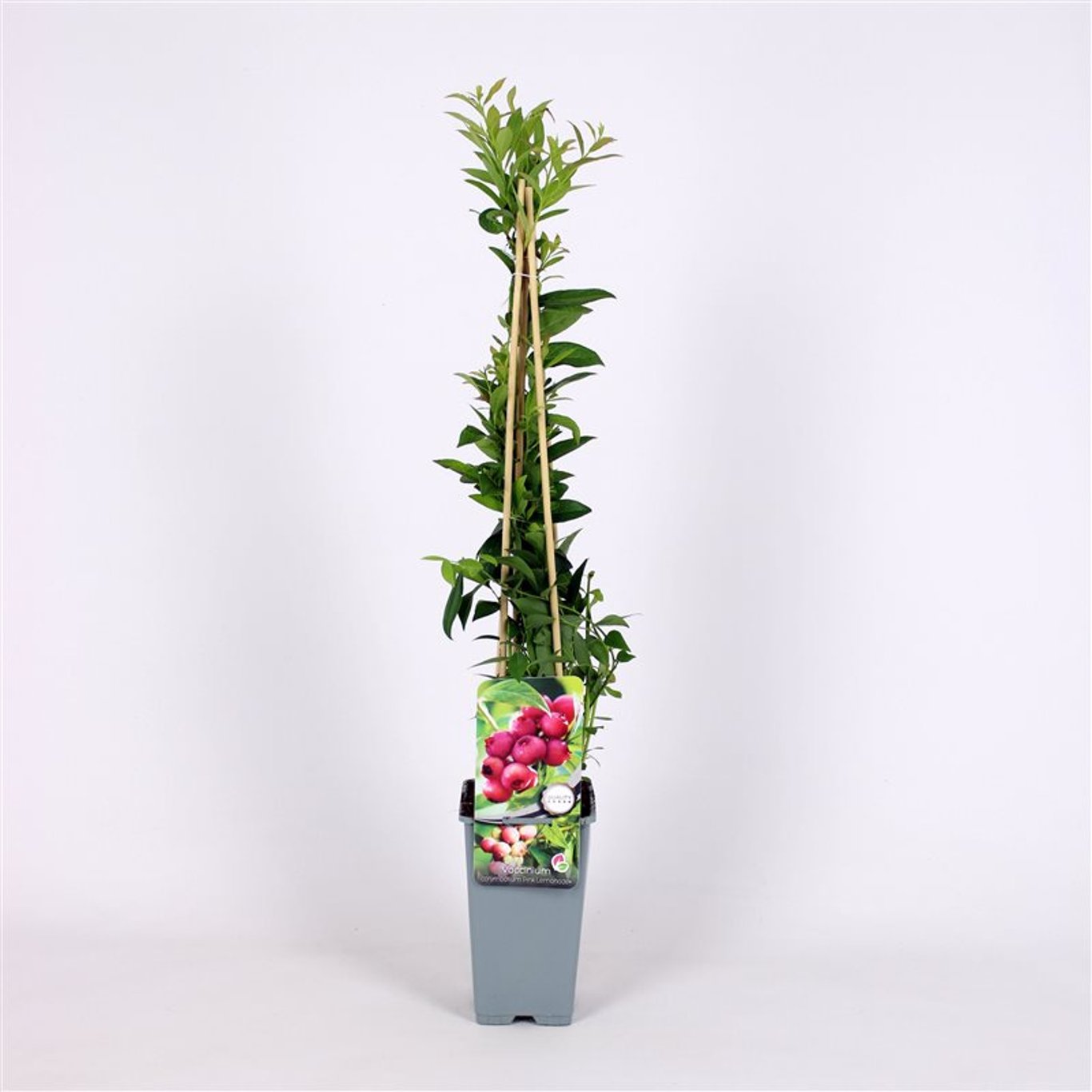 Trädgårdsblåbär – Vaccinium corymbosum 'Pink Lemonade' - C2 70/+ CM