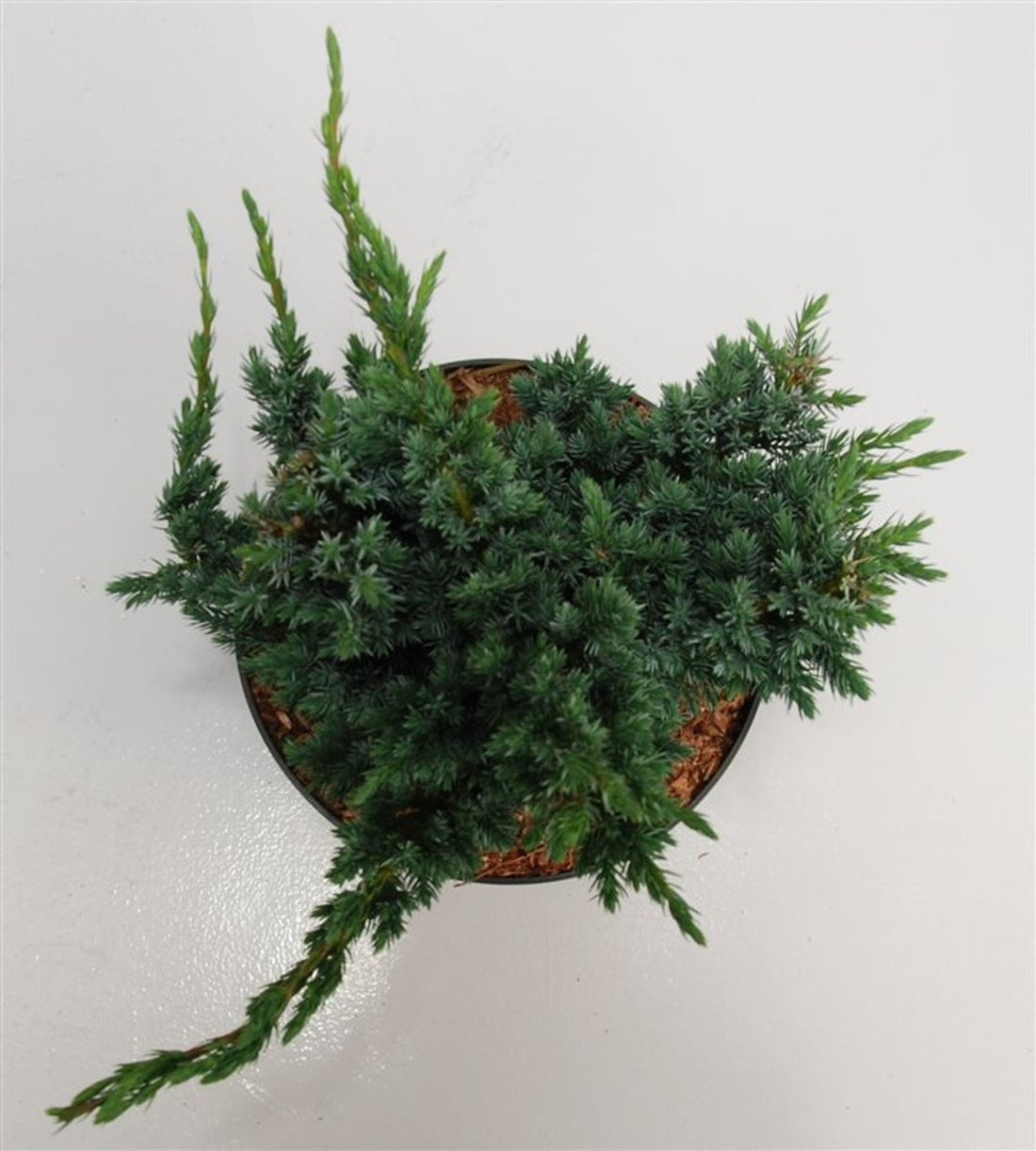 Himalaya-en – Juniperus squamata &