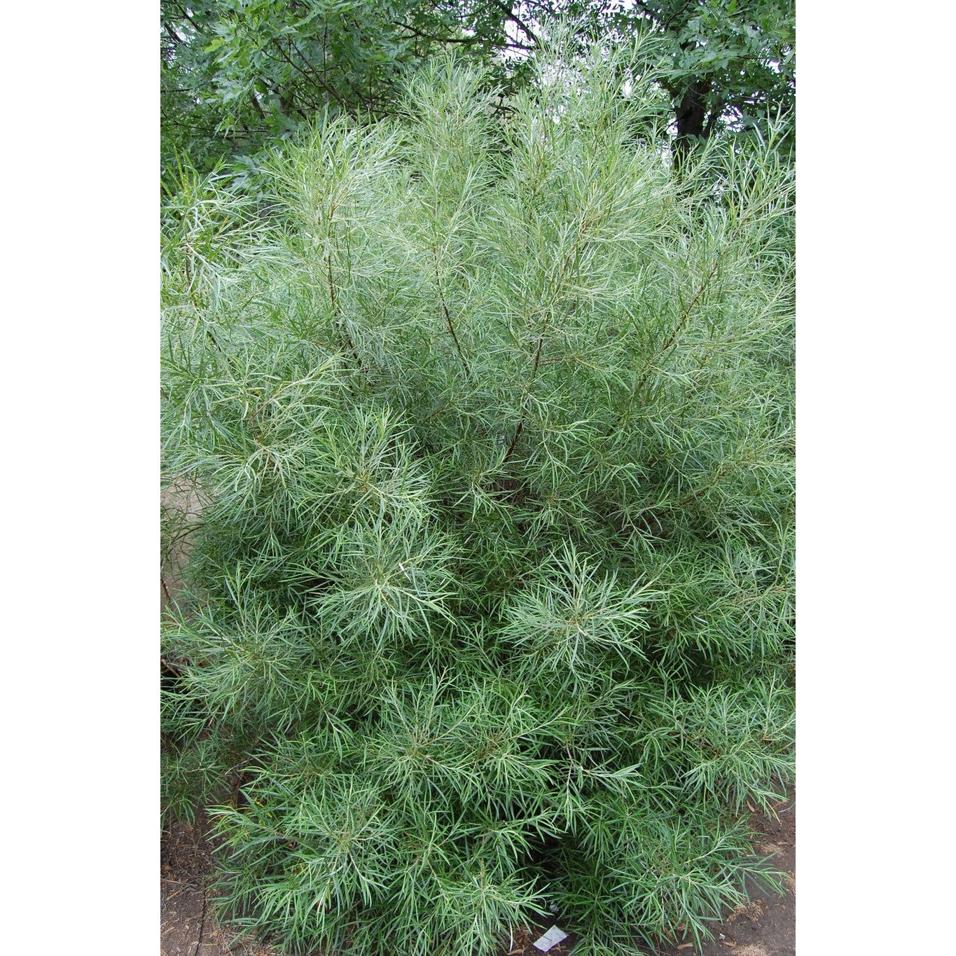 Smalbladig vide – Salix elaeagnos 'Angustifolia' - 60-100 CM bare root 0/1 3/+  branche