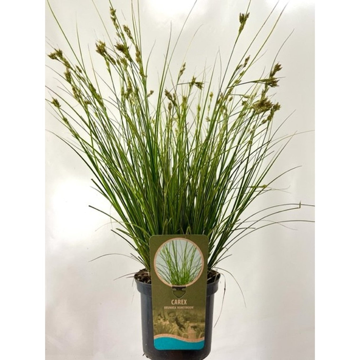 Brunstarr – Carex brunnea - C3