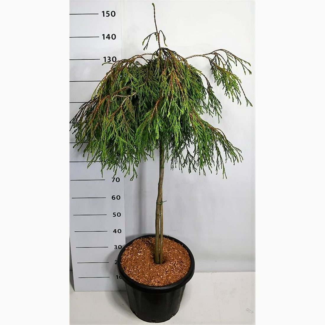 Thuja – Thuja plicata &