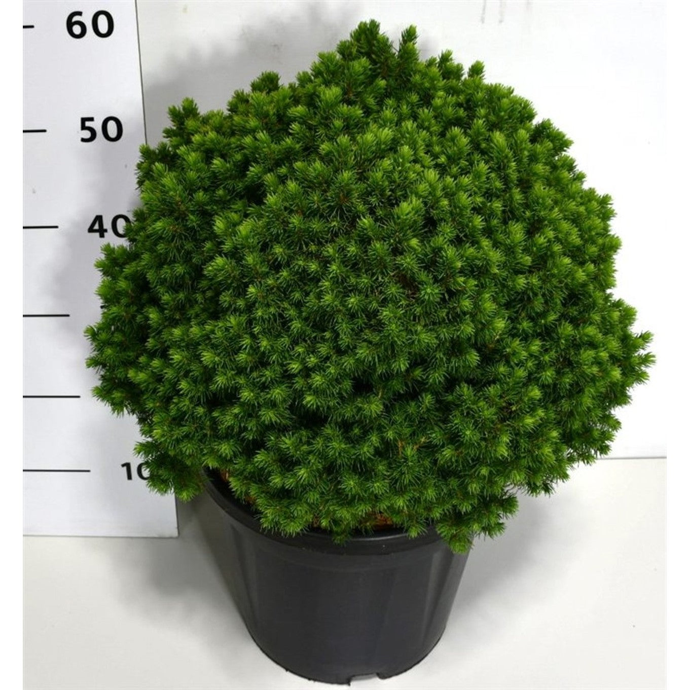 Vitgran – Picea glauca 'Alberta Globe' - C12 40-50 CM