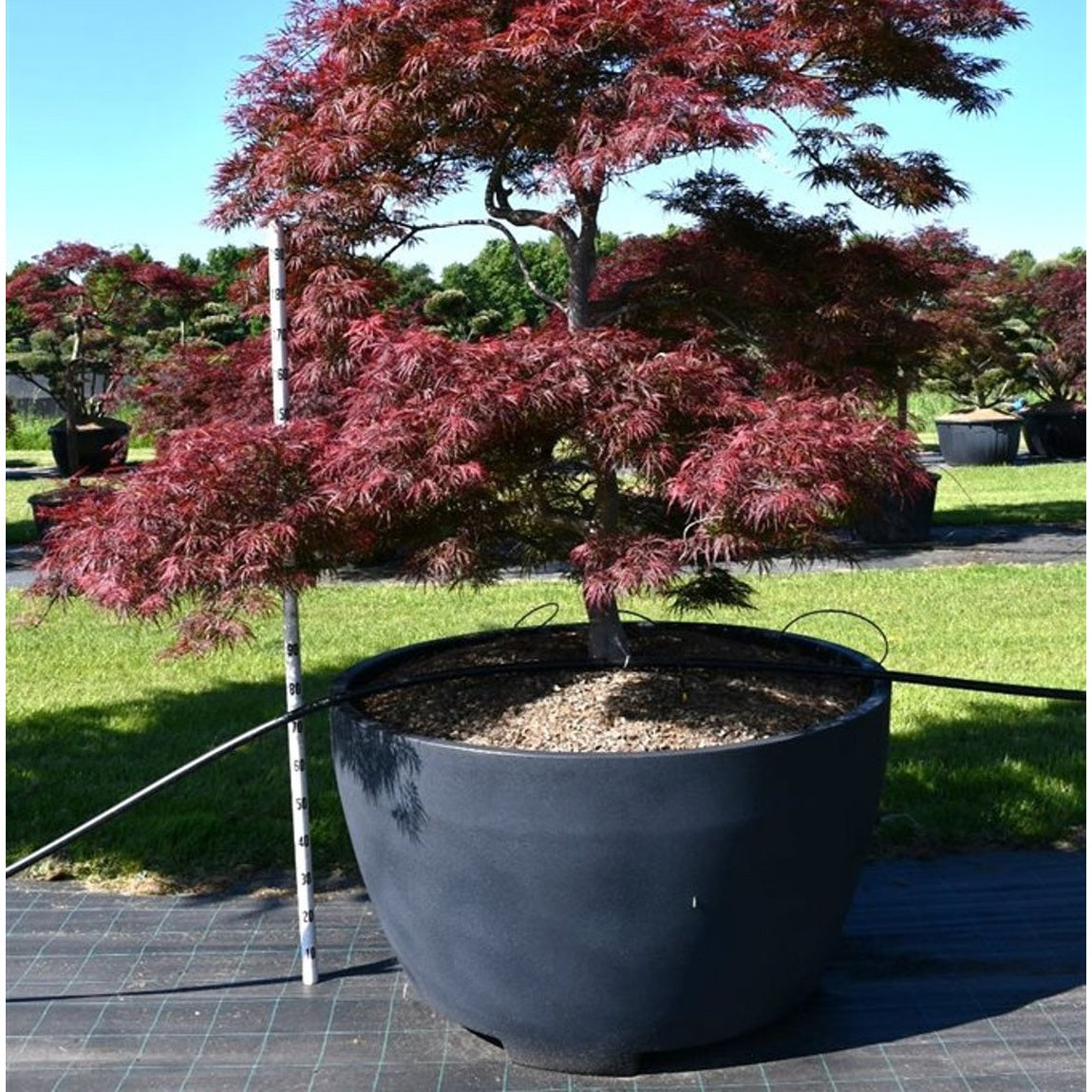 Japansk lönn – Acer palmatum 'Garnet' - C 1040 Decopot 200-225 cm.