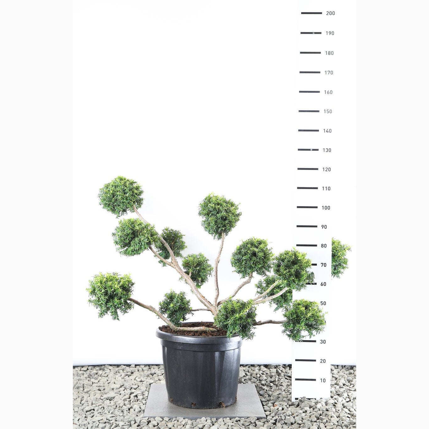 Idegran – Taxus baccata 'Summergold' - 100-125 CM PonPon EXTRA in Cont.