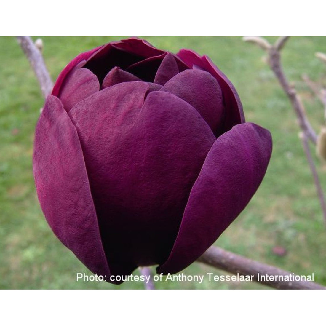 Magnolia – Magnolia &