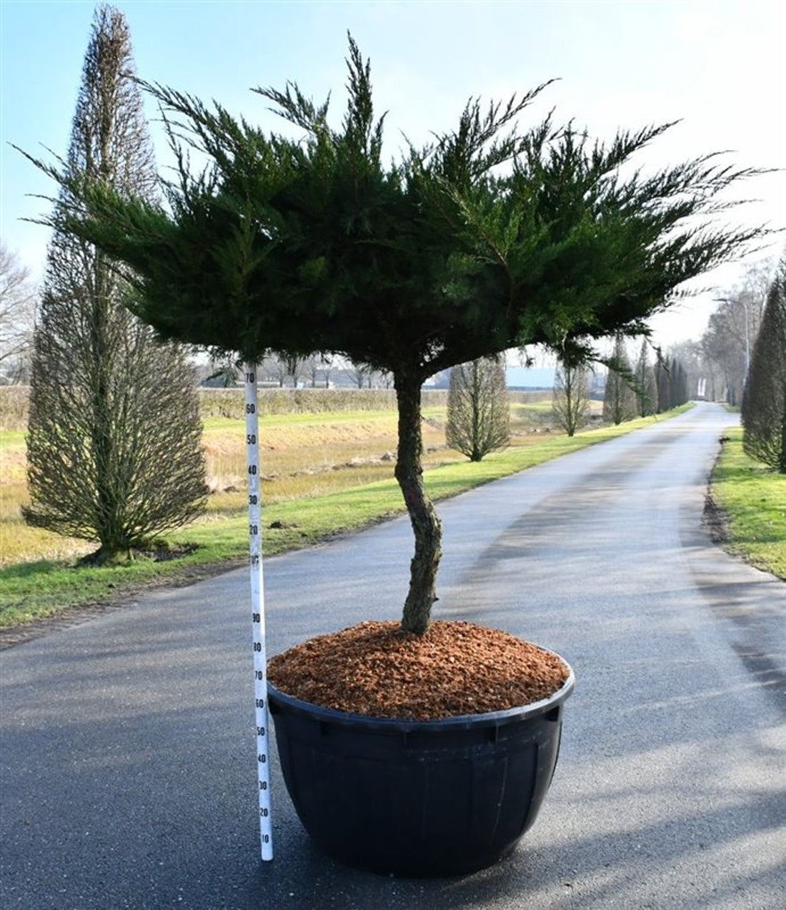 Pfitzer-en – Juniperus pfitzeriana &