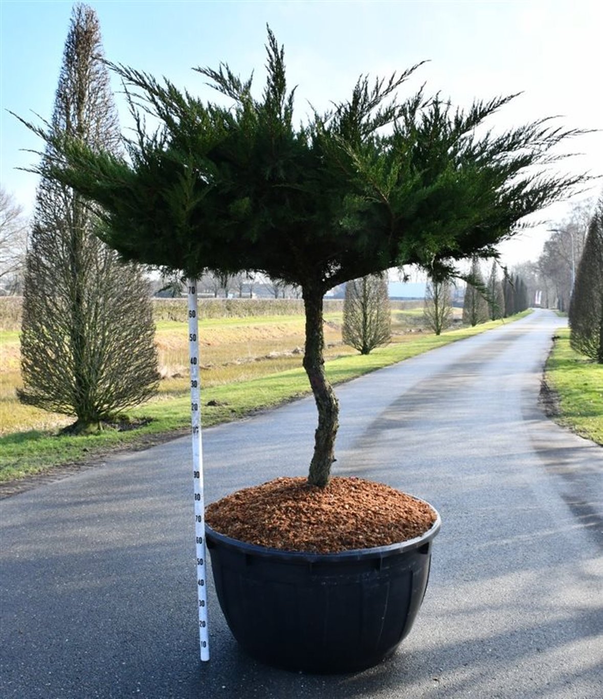 Pfitzer-en – Juniperus pfitzeriana &