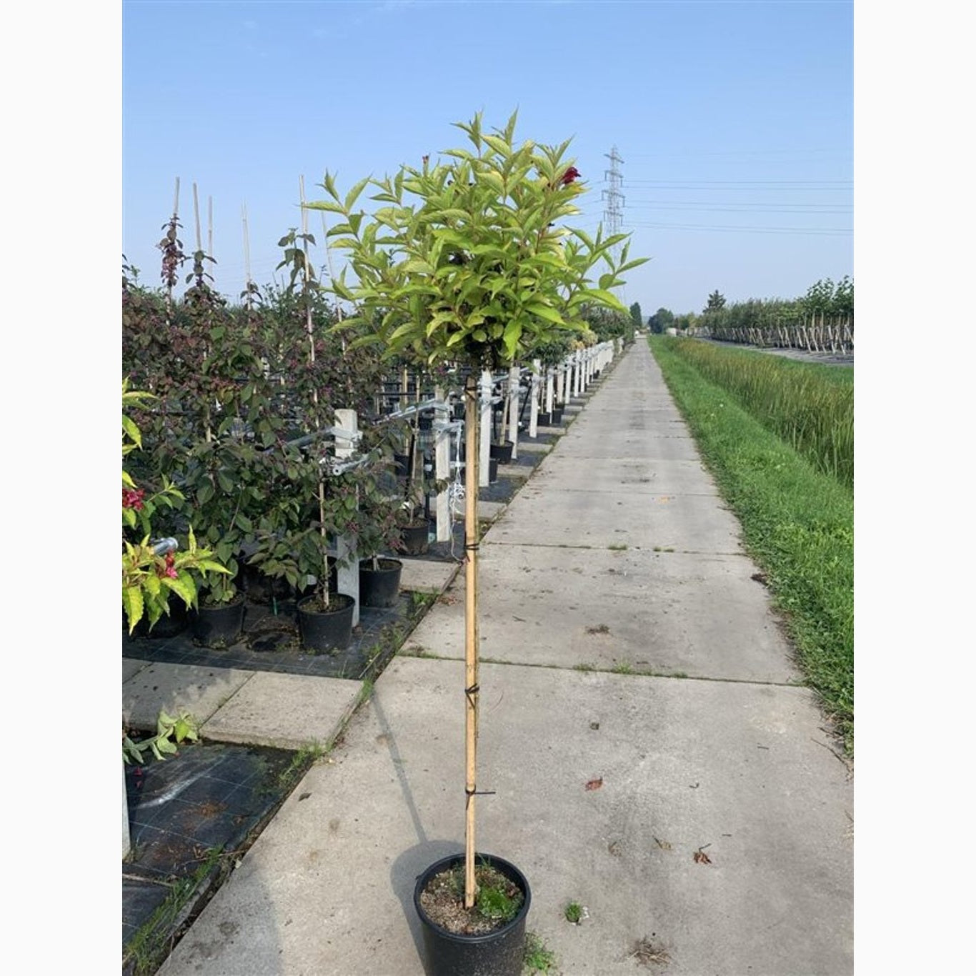 Praktweigela – Weigela 'Olympiade' - 100 CM Stem C10